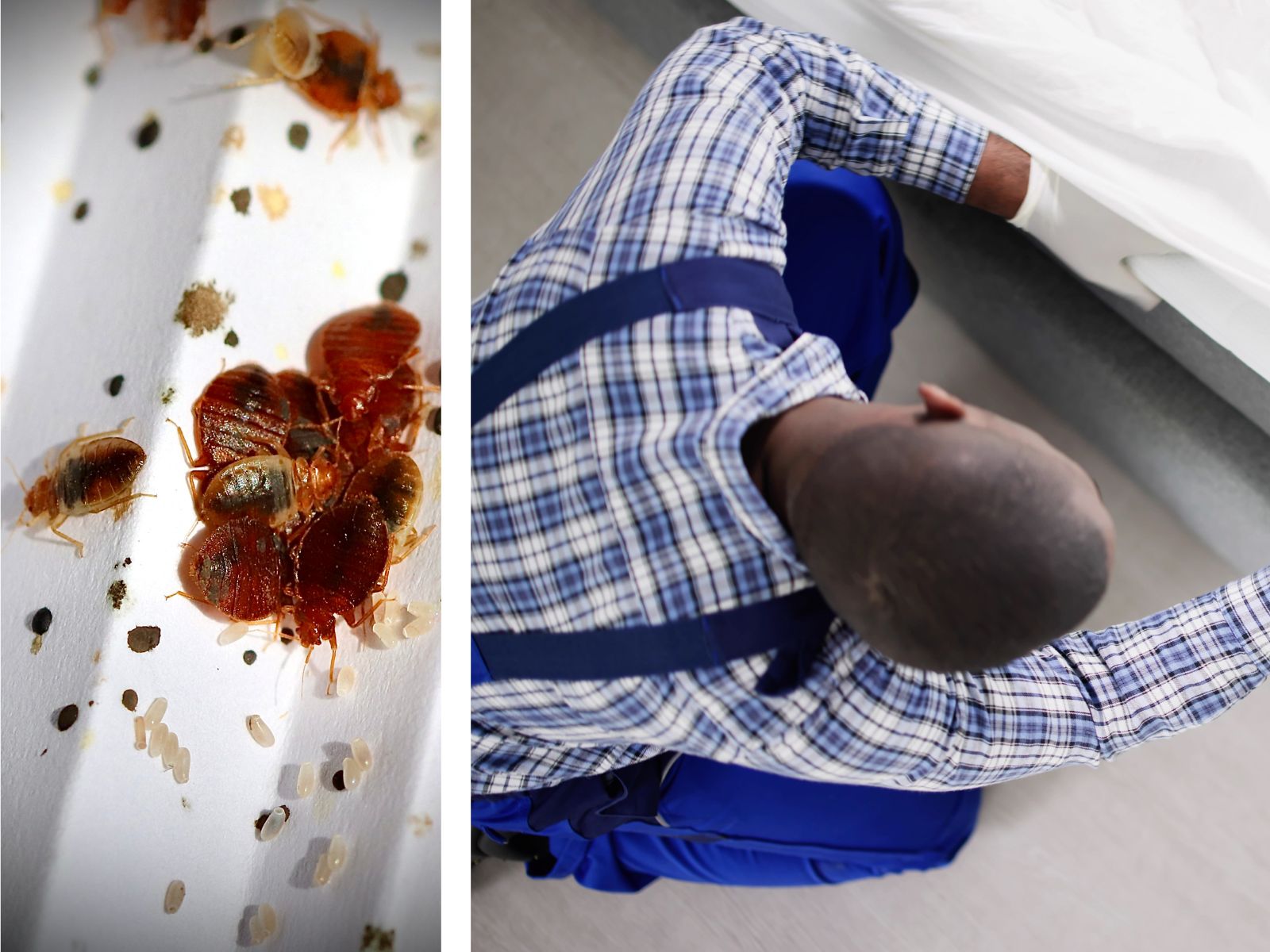 Hoe weet u of u bedwantsen heeft